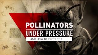 Pollinators Under Pressure [upl. by Lavotsirc]