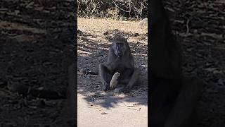 Baboon in Kruger National Park South Africa [upl. by Ynalem]