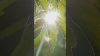 Photosynthesis science sciencefacts knowledge phytomining light plants shorts facts tiktok [upl. by Wiltsey]