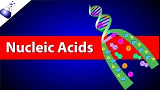 Nucleic Acids [upl. by Cleti702]