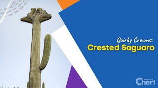 Quirky Crowns Crested Saguaro [upl. by Alliuqaj]