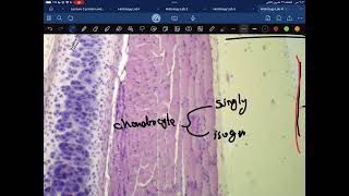 Practical Histology second year lab 4cartilage [upl. by Oirramed]