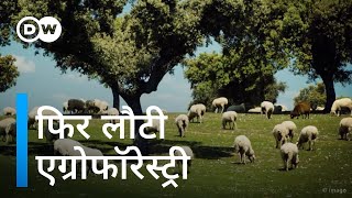 खेती का पुराना तरीका आज कितना दमदार Agroforestry Ancient method modern appeal [upl. by Hopper]