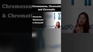 Difference between Chromosome Chromatin and Chromatid neet csirnet ugcnet gate dbtjrf icmrjrf [upl. by Nosretep]