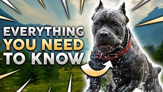 Cane Corso 101 Everything You Must Know About Owning a Cane Corso Puppy [upl. by Suollecram673]