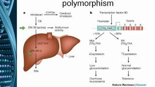 Oncology Pharmacogenomics I Solid Tumors 2010 [upl. by Annat]