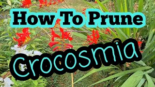 How to prune crocosmia after flowering [upl. by Rafaelita]