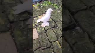 show pigeon love status video [upl. by Olnee]