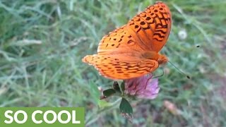 Stunning up close footage of rare butterfly caught on camera [upl. by Hanas]