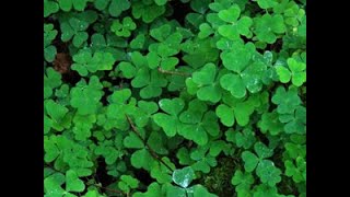 Identifying Wood Sorrel Oxalis acetosella [upl. by Ahselaf]