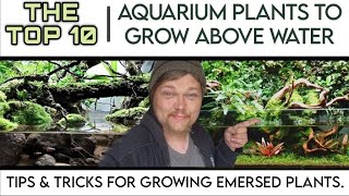 TOP 10 EASY Aquarium Plants to Grow Above Water in Your Fish Tank Growing Emersed Aquatic Plants [upl. by Ibrahim]