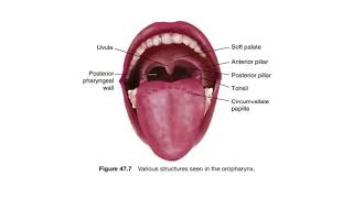 Anatomy and physiology of pharynx  Department of ENT  Santhiram Medical College [upl. by Benjamin]