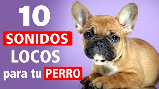 10 Sonidos LOCOS para Tu Perro [upl. by Ecirtel679]