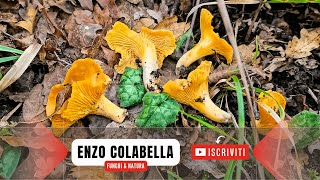 Galletti 1° febbraio 2024 🐓🍄 Gli ultimi funghi della stagione [upl. by Zoi]