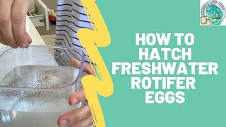 How to Hatch Freshwater Rotifer Eggs [upl. by Branch]