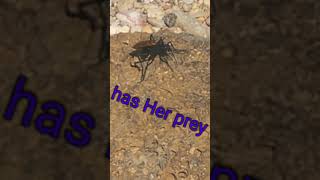 Tarantula Hawk vs Tarantula Nature’s Most Horrific Duel [upl. by Eehtomit]