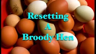 Resetting a Broody Hen [upl. by Yenaiv]