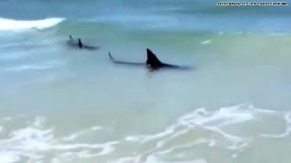 Watch Sharks spotted at Florida beach [upl. by Rigdon]