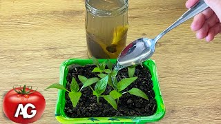 I always feed this to young seedlings and get a much better harvest [upl. by Deana]