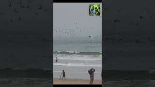 Whale Breach at Pismo Beach [upl. by Attenod310]