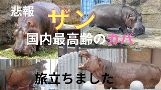 悲報 国内最高齢 円山動物園のカバ「ザン」亡くなる [upl. by Clary]