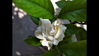 How to grow plant amp care of Gardenia jasminoides  Cape jasmine [upl. by Asssilem]