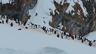 ice world and gentoo penguin Antarctica [upl. by Longley490]