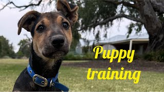 PUPPY TRAINING [upl. by Nhguavaj92]