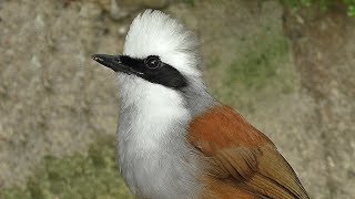 White Crested Laughingthrush Bird [upl. by Aevin]