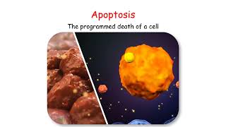 TUMOR SUPPRESSOR GENES Is Cancer Recessive pRB and p53 EXPLAINED [upl. by Sabella]