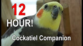 Cockatiel Companion 12 HOURS of BIRD NOISE Play this to your Cockatiel [upl. by Crandell663]