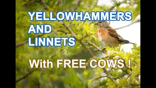 Bird Photography  Yellowhammers and Linnets in Staffordshire [upl. by Abby215]