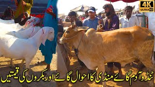 TandoAdam Sindhs Famous Cow and Goat Mandi  Cheapest Cow and Cattle Mandi 2024 Latest Updates [upl. by Cheatham426]