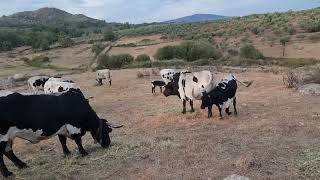 Autóctonos espero que las berrendas pasen bien las fiestas de Vilvestre [upl. by Adnotal]