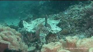 wobbegong sharks [upl. by Wartow307]