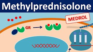 Methylprednisolone  Mechanism side effects precautions amp uses [upl. by Sirc]