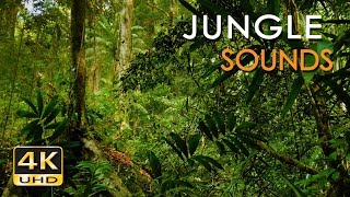 4K Jungle Sounds  Exotic Birds Singing  Tropical Forest  Relaxing Nature Video  Ultra HD  2160p [upl. by Norga]