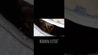 Hidden Tiger [upl. by Camille]