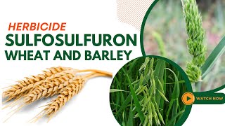 Sulfosulfuron Herbicide Guide Effective Weed Control for Wheat and Barley [upl. by Linet]