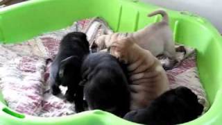 SharPei Puppies [upl. by Macdougall]