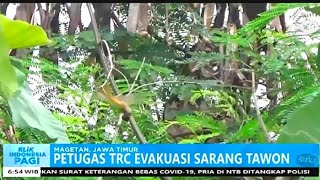 EVAKUASI SARANG TAWON MEMATIKAN DI MAGETAN [upl. by Enerahs757]