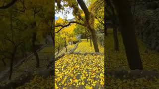 The autumn season in Hunza Valley Pakistan short shorts fyp fypシ゚viral nature hunza india [upl. by Smoht]