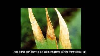 Rice Diseases Leaf Scald [upl. by Odey175]