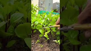 Malabar Spinach cutting farming shots [upl. by Asilram]