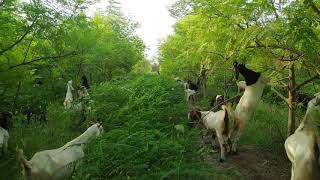 Moringa Oleifera intercrop Sesbania in fodder forest for feeding to animals and grazing Sohnjna [upl. by Dacy401]