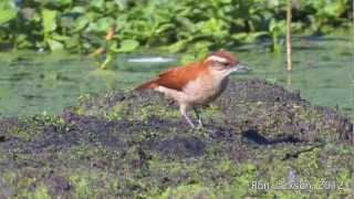 WingBanded Hornero  quotCasacadecourodalamaquot  Furnarius figulus [upl. by Nadual]