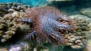 BEWARE OF CROWN OF THORNS STARFISH [upl. by Ylak]