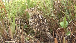 Rudds Lark at nest [upl. by Nabala]