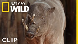 A New Babirusa Arrives at the Zoo Clip  Secrets of the Zoo [upl. by Bauer]