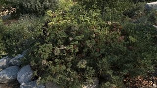 Santa Cruz Island Buckwheat  California Native Garden  Ep9 [upl. by Anika]